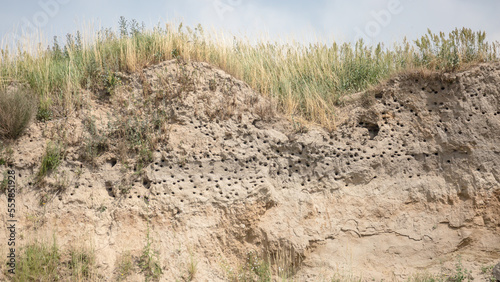 nesting colony of sand martins and bee-eaters