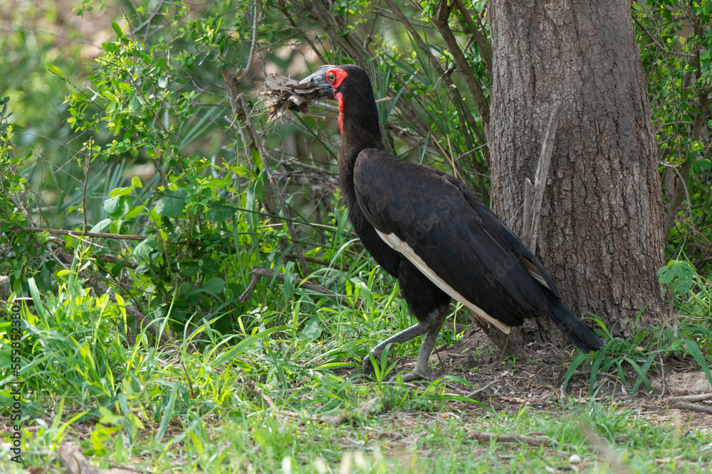 Naklejka premium Bucorve du Sud, Grand calao terrestre, Bucorvus leadbeateri, Southern Ground Hornbill