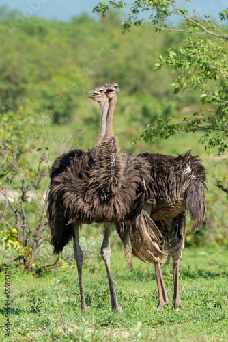 Autruche d'Afrique, femelle,.Struthio camelus, Common Ostrich, Afrique du Sud