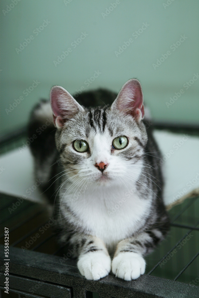 a cat out of the cage