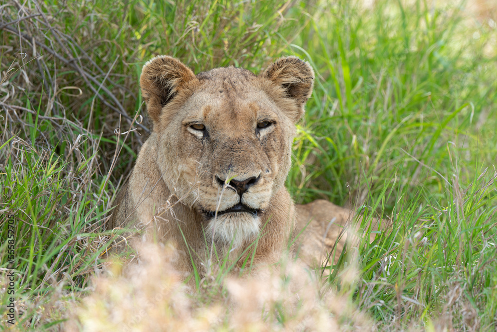 Fototapeta premium lion, femelle, lionne, Panthera leo, Afrique