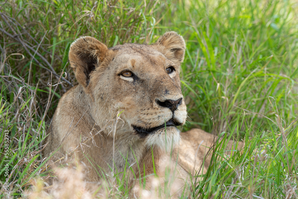 lion, femelle, lionne, Panthera leo, Afrique