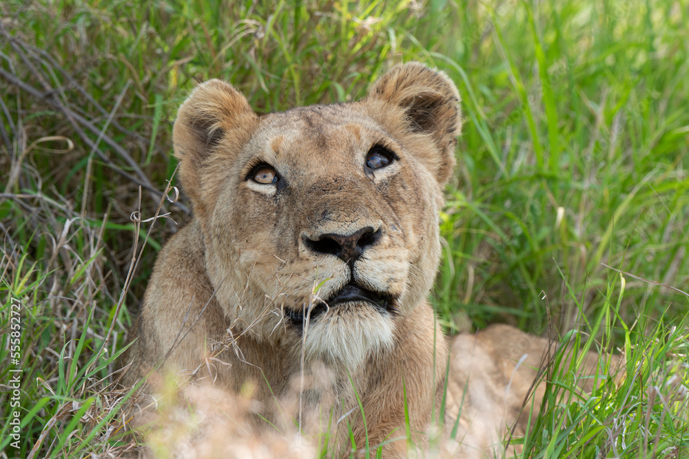 lion, femelle, lionne, Panthera leo, Afrique lion, femelle, lionne, Panthera leo, Afrique