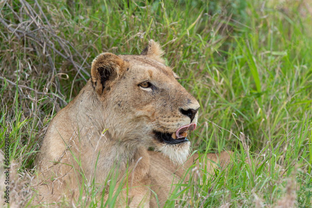 Fototapeta premium lion, femelle, lionne, Panthera leo, Afrique