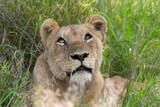 lion, femelle, lionne, Panthera leo, Afrique