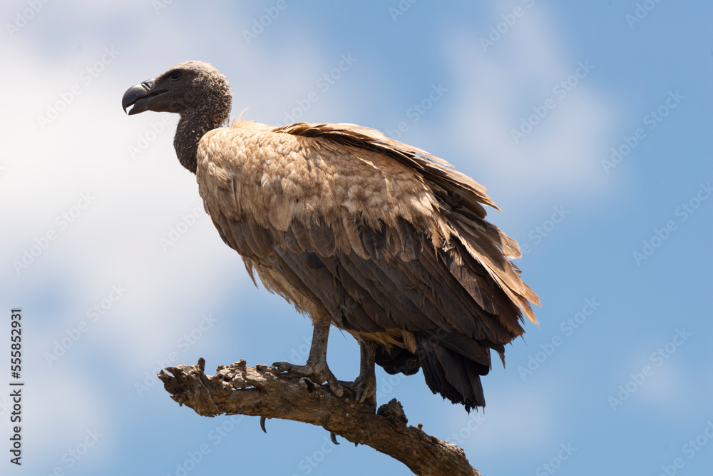 Vautour africain,.Gyps africanus, White backed Vulture, Parc national Kruger, Afrique du Sud