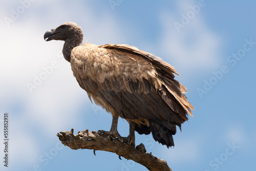 Vautour africain,.Gyps africanus, White backed Vulture, Parc national Kruger, Afrique du Sud