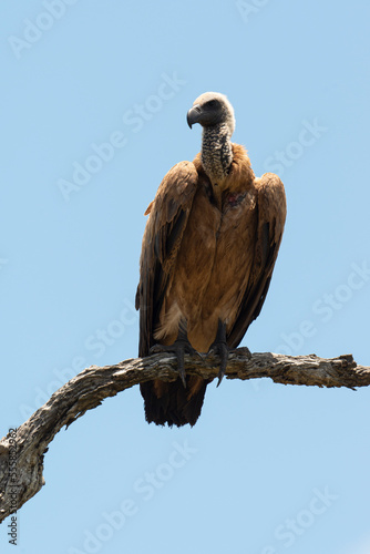 Vautour africain,.Gyps africanus, White backed Vulture, Parc national Kruger, Afrique du Sud