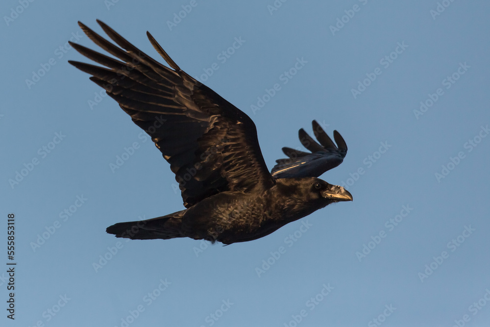 Fototapeta premium crow in the flight