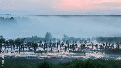 misty morning on wetlands