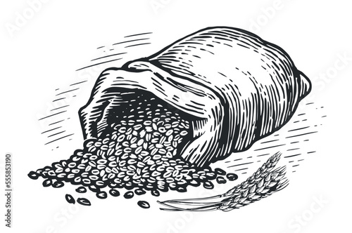 Full sack of wheat grains. Farm organic bread wheat for baking flour. Agriculture sketch vintage vector illustration