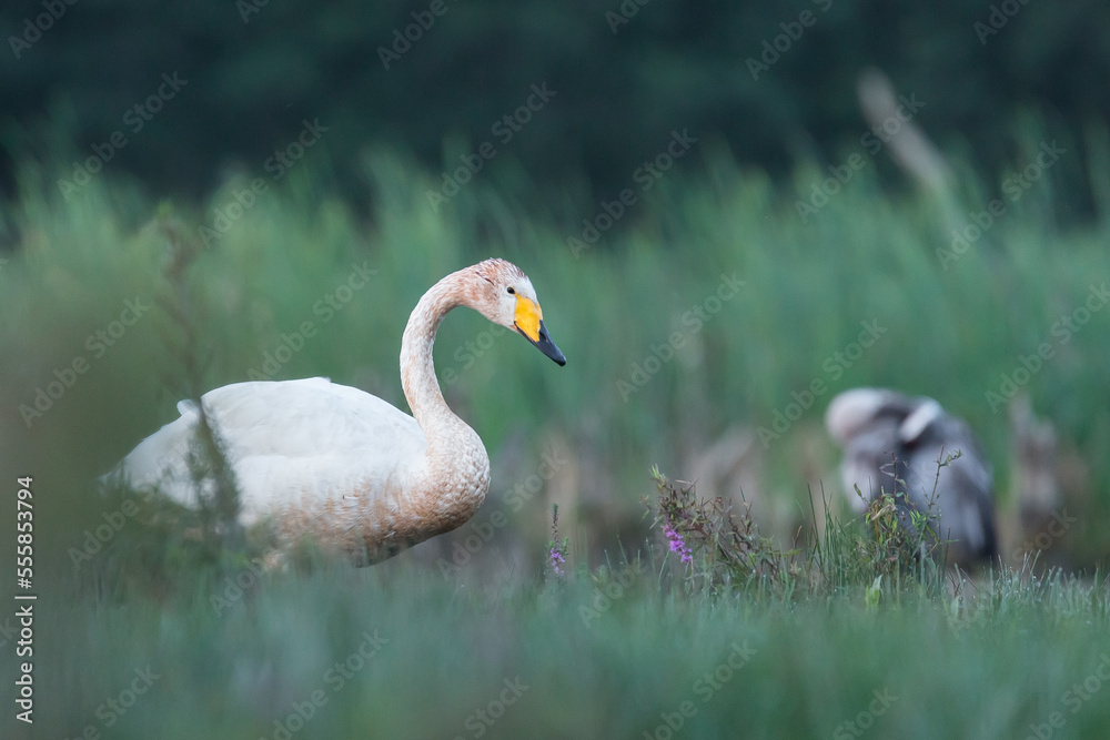 Obraz premium swan, cygnus cygnus
