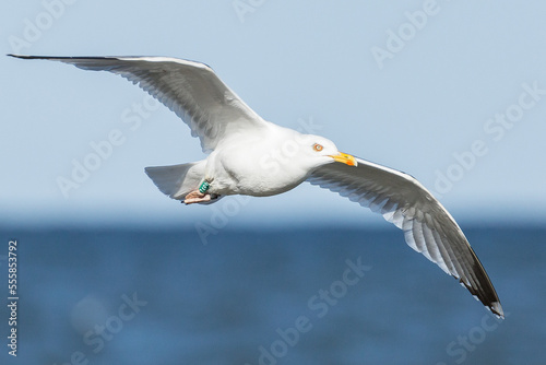 seagull with a ring in flight
