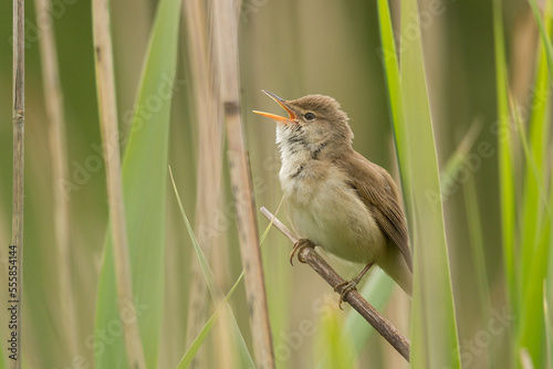 common reed warbler, Acrocephalus scirpaceus photo