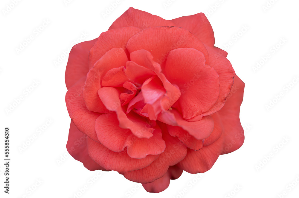 Wild red rose close-up view from the top isolated on transparent background Wild red rose close-up view from the top isolated on transparent background