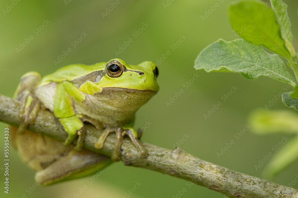 green tree frog on a leaf, hyla arborea green tree frog on a leaf, hyla arborea