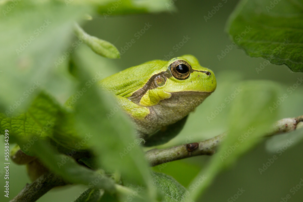 tree frog on a branch, hyla arborea tree frog on a branch, hyla arborea