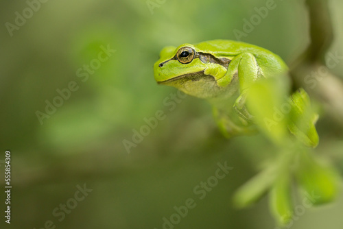 green frog on a leaf, tree frog, hyla arborea