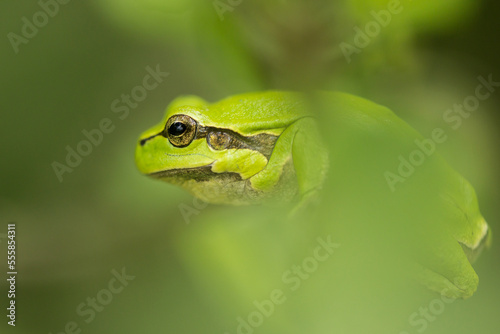 green frog on a leaf with creamy background, tree frog