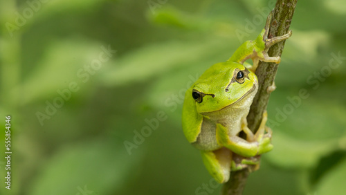 green tree frog on a branch  wallpaper