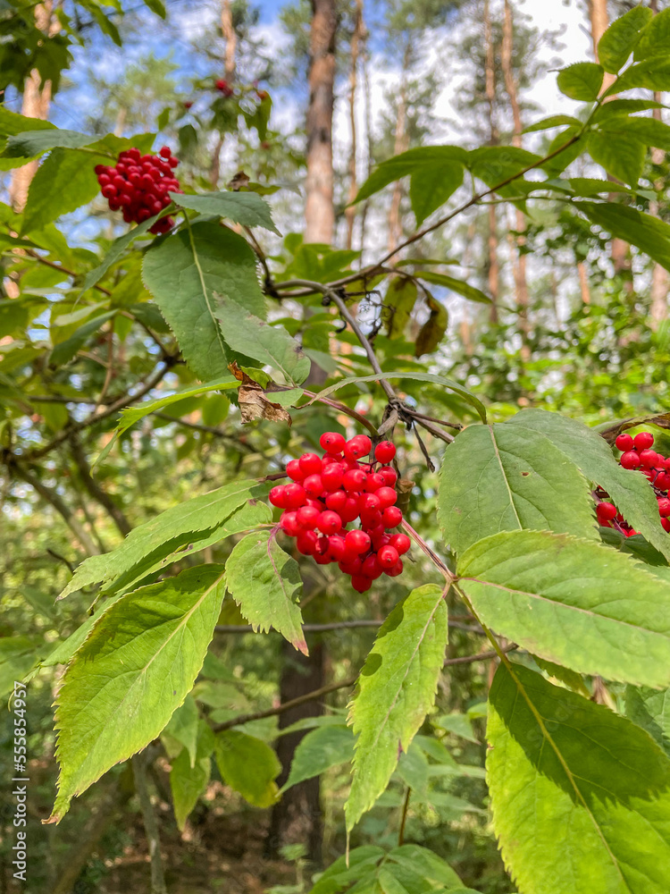 Obraz premium Red-berried elder