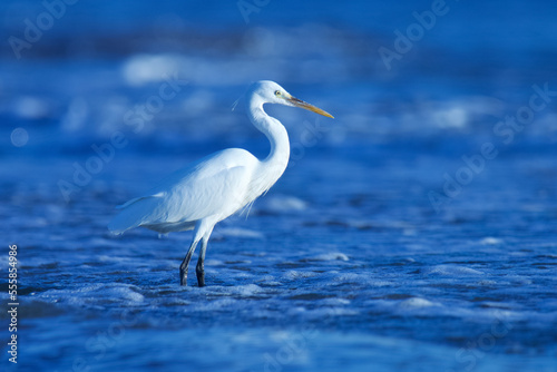 Egret. © Jalpa Malam