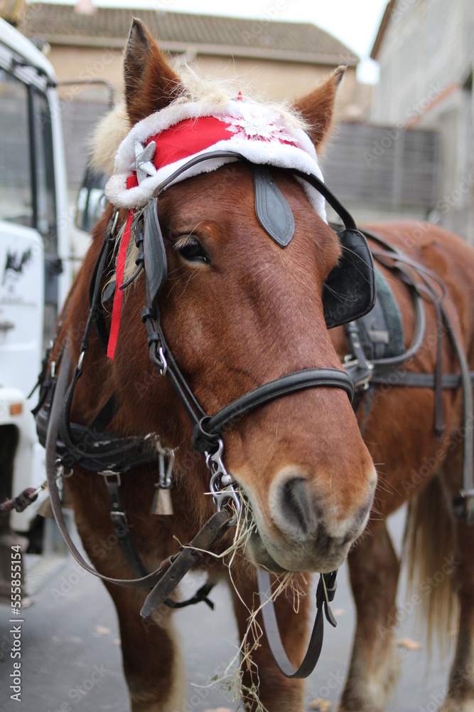 cheval marron et petit garçon à noel