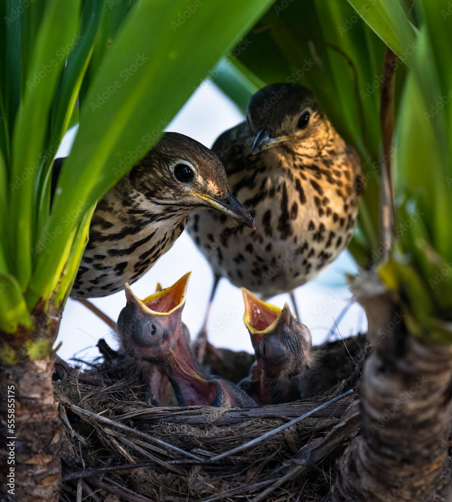 Song thrush (Turdus philomelos) parents feeding their hungry baby birds in the nest.