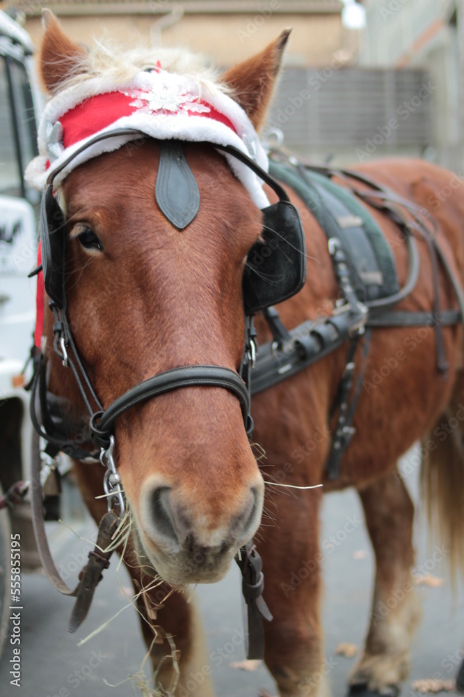 cheval brun cheval brun