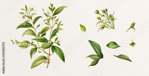 Kalmegh (Andrographis Paniculata). Botanical illustration on white paper. The best medicinal plants, their effects and contraindications. Natural medicine. Plant properties