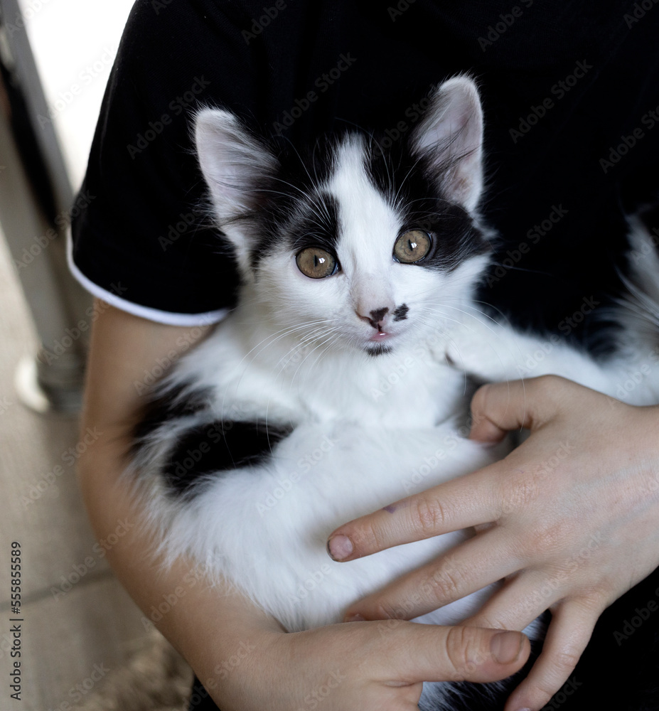 muzzle of a black and white kitten with big curious eyes in children's hands. cat day. pet day. Happy childhood with a furry purring friend. care, tenderness, love, caress
