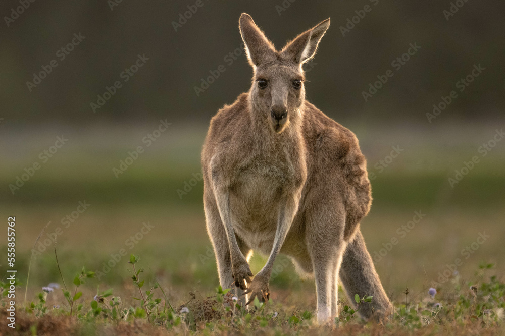 Aystralian kangaroos living in suburban conservation park popular with overseas tourists