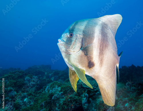 Roundface batfish, Circular Spadefish, Longfin Batfish, Round-faced Batfish, Spotbelly Batfish, Tail-fin Batfish, Teira Batfish
 photo