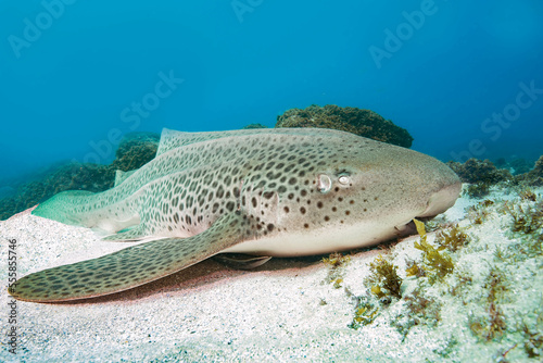 In Australia the Leopard shark is found in coastal waters from the western coast of Western Australia  around the tropical north and south to the central coast of New South Wales.