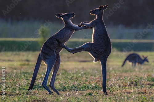 australian kangaroos in suburban conservation park popular with international tourists