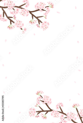 桜の枝から舞い散る桜の花びら 透過 春フレーム縦