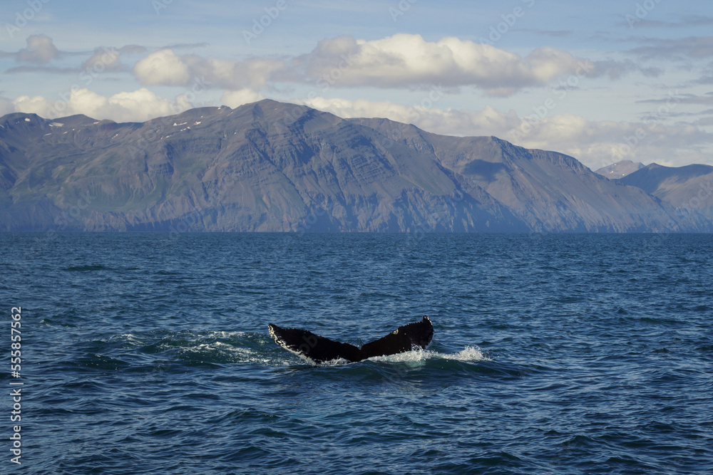 Obraz premium Killer whale tail in ocean water landscape photo. Beautiful nature scenery photography with hills on background. Idyllic scene. High quality picture for wallpaper, travel blog, magazine, article