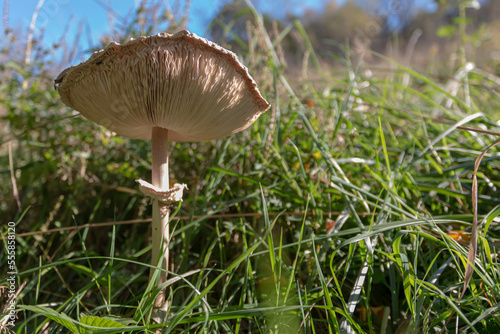 Parasol mushroom, Macrolepiota procera, sometimes also Lepiota procera. Close-up of an adult example growing in tall grass, an edible basidiomycete fungus in the family Plecoptera.