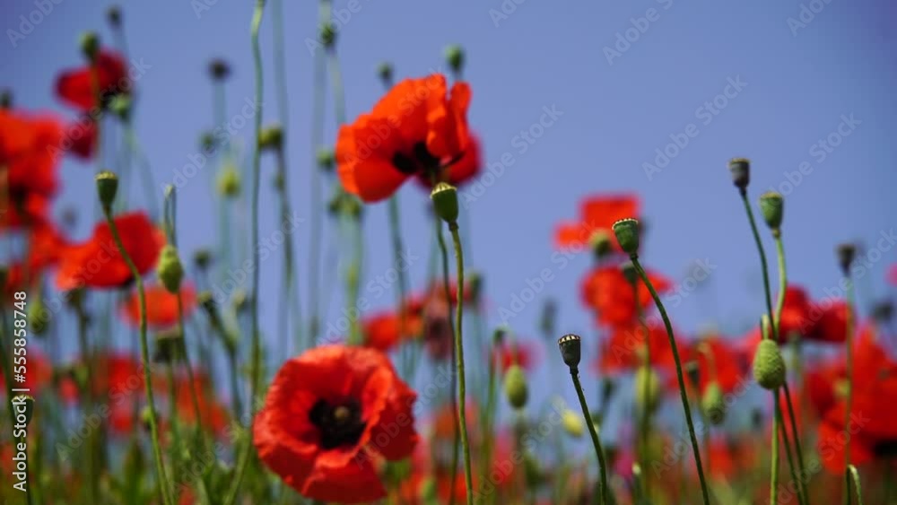 Slow motion. Field of wild poppies, beautiful summer rural landscape. Fresh green meadow with bright red flowers, sunny day. Slow motion. Field of wild poppies, beautiful summer rural landscape. Fresh green meadow with bright red flowers, sunny day.
