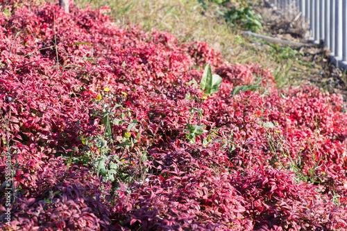 a few flower heads of yellow coniferous bloom among red-leaved winter flowers