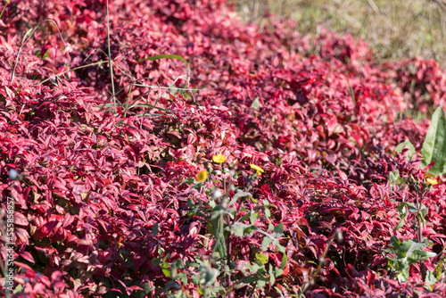 a few flower heads of yellow coniferous bloom among red-leaved winter flowers