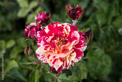 Photos Rosa 'Abracadabra' (Kordes 2014)