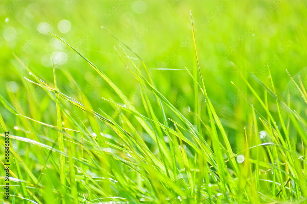 Obraz premium 光を浴びて雨粒がキラキラ光る草地