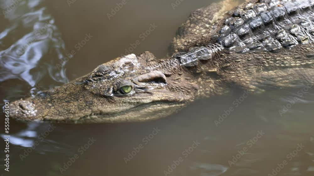 Close up of crocodile floating in water Close up of crocodile floating in water