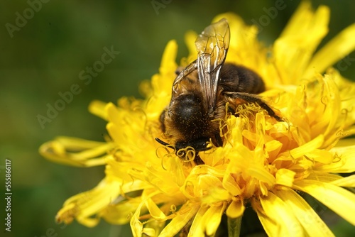 Closeup on a female vernal Colletes cunicularius , drinking nectar from yellow dandelion flower, Taraxacum officinale