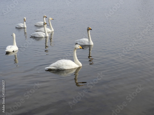 Fototapeta Naklejka Na Ścianę i Meble -  白鳥
