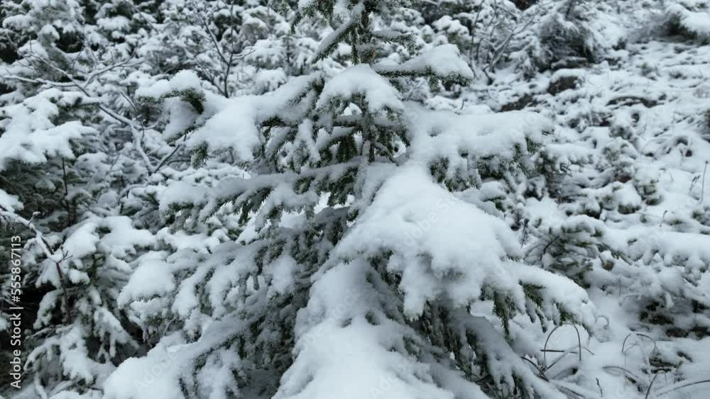 Aerial view of north snowy forest winter landscape, snowfall and first fresh snow covered forest, top down view. Aerial view of north snowy forest winter landscape, snowfall and first fresh snow covered forest, top down view.
