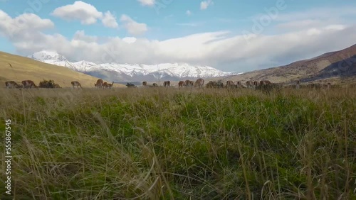 Wild llamas in patagonia. Wild llamas on a background of mountains photo