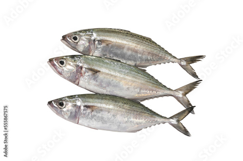 Canvas Print Indian mackerel fresh