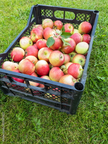 Ripe red and yellow apples in a black plastic box on the grass in the garden. Sale of crops at the farmer's market.